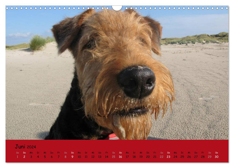 Airedale Terrier (CALVENDO Wandkalender 2024)