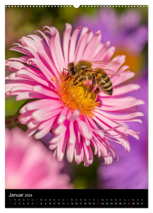 Bienenkalender (CALVENDO Wandkalender 2024)