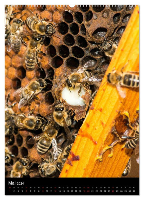 Bienenkalender (CALVENDO Wandkalender 2024)