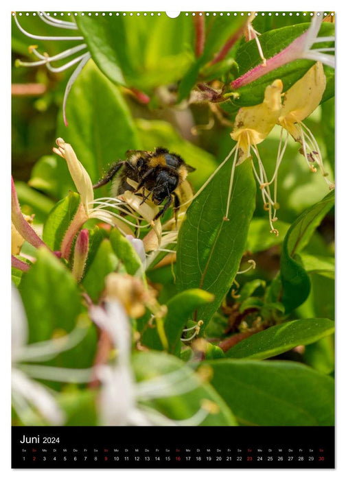 Bienenkalender (CALVENDO Wandkalender 2024)