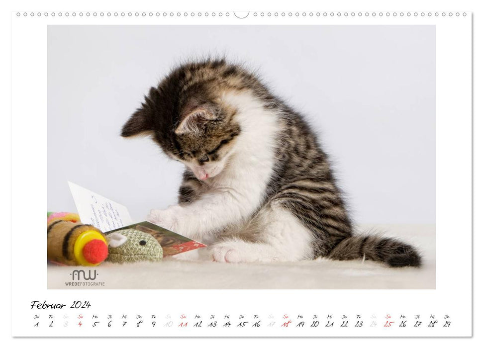 Zauberhafte Kätzchen (CALVENDO Wandkalender 2024)