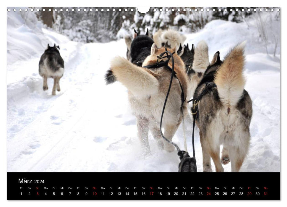 Sibirische Huskys aus Deutschland (CALVENDO Wandkalender 2024)