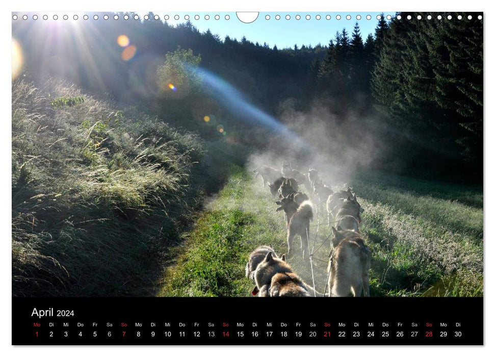 Sibirische Huskys aus Deutschland (CALVENDO Wandkalender 2024)
