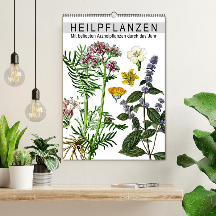 Heilpflanzen (CALVENDO Wandkalender 2024)