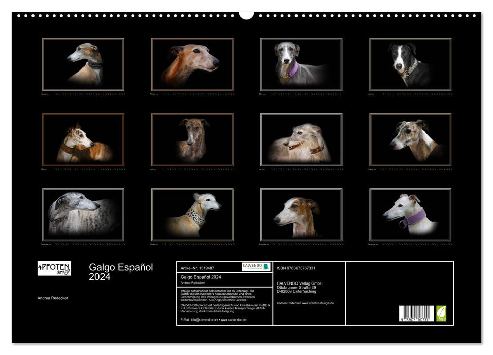 Galgo Español 2024- Der spanische Windhund (CALVENDO Wandkalender 2024)