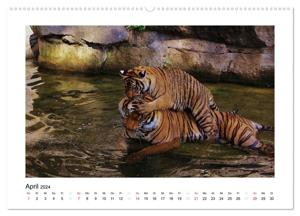 Tiger 2024 (CALVENDO Premium Wandkalender 2024)