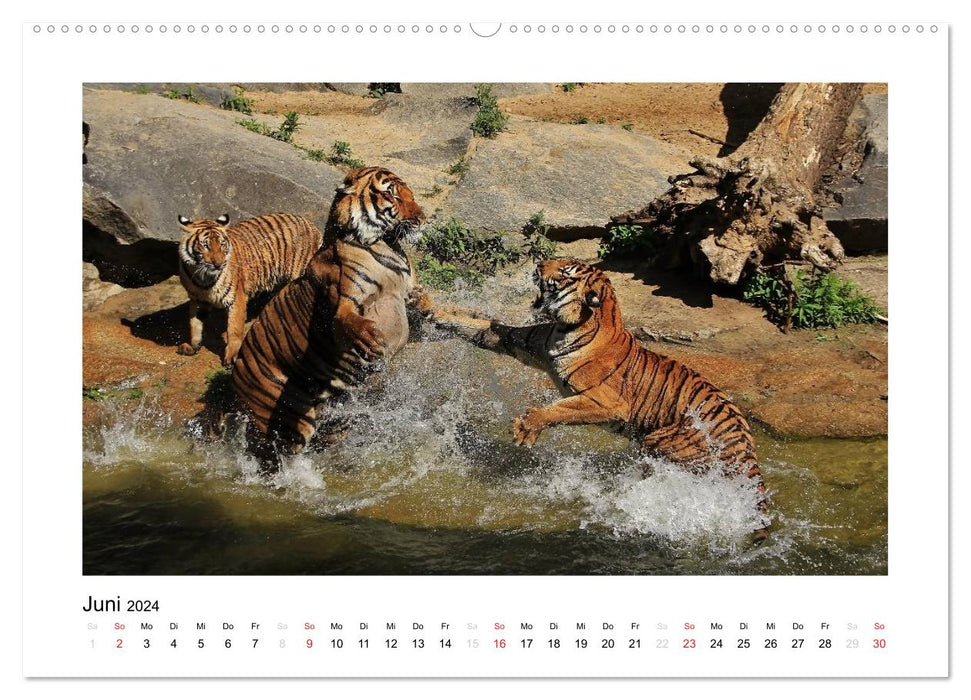 Tiger 2024 (CALVENDO Premium Wandkalender 2024)