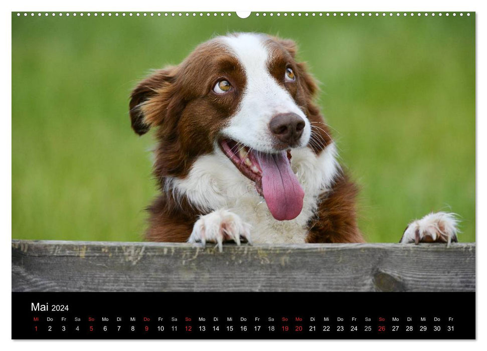 Border Collies (CALVENDO Premium Wandkalender 2024)