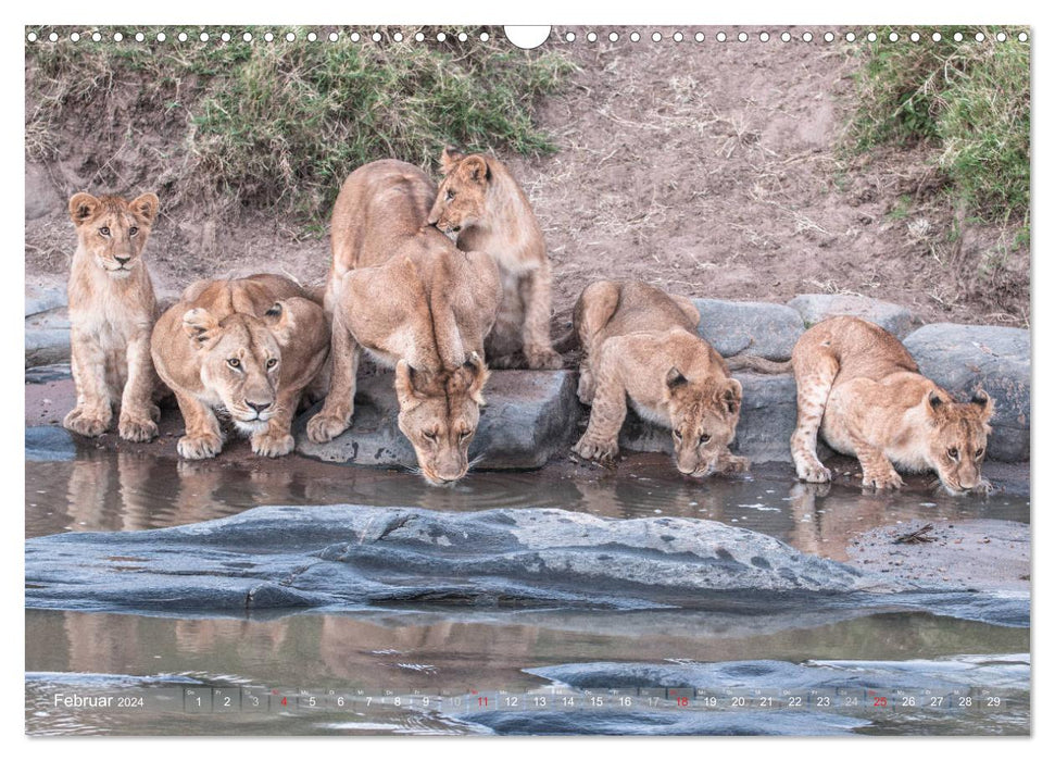 Löwen - Raubkatzen Afrikas (CALVENDO Wandkalender 2024)