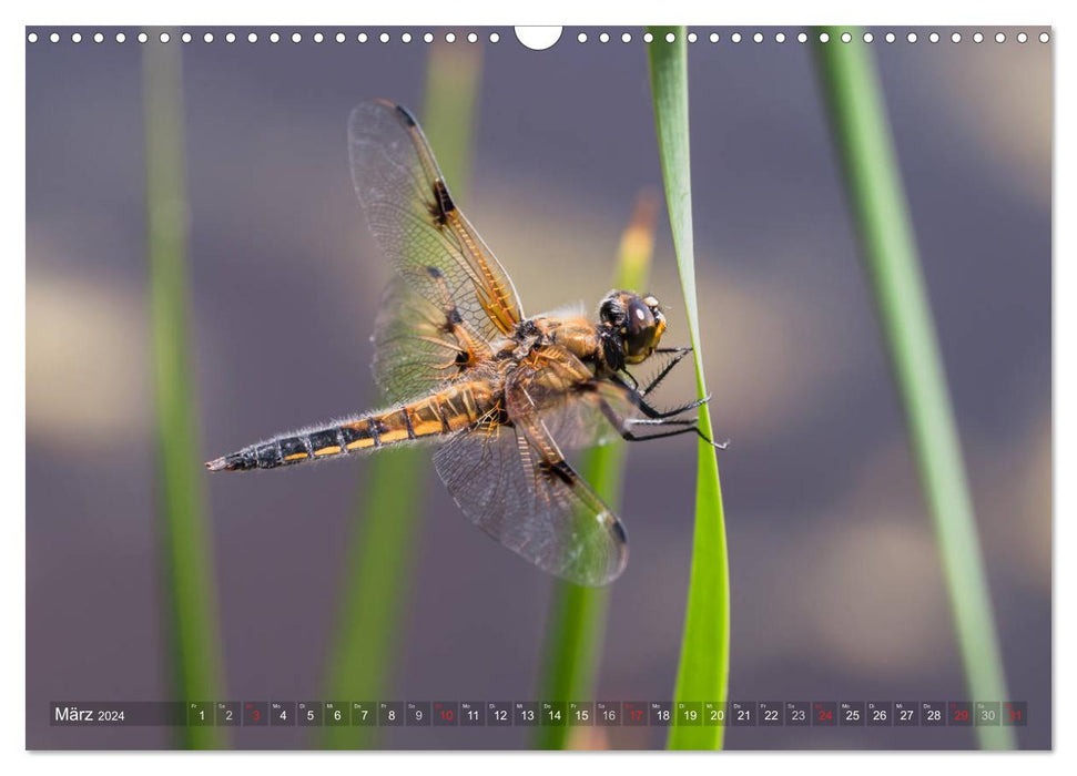 Libellen - Fliegende Edelsteine (CALVENDO Wandkalender 2024)