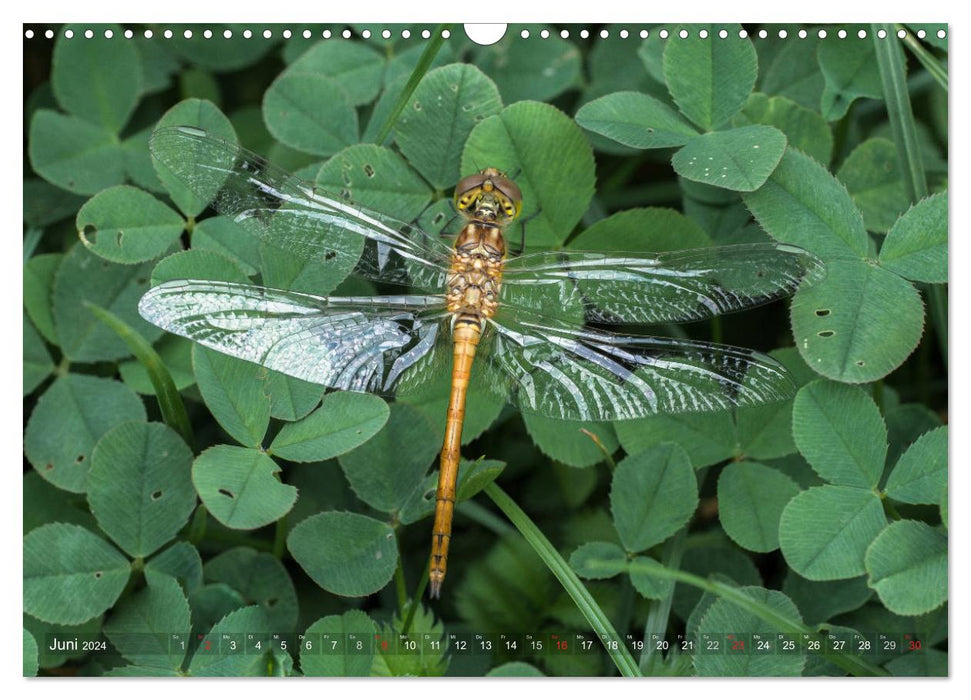 Libellen - Fliegende Edelsteine (CALVENDO Wandkalender 2024)