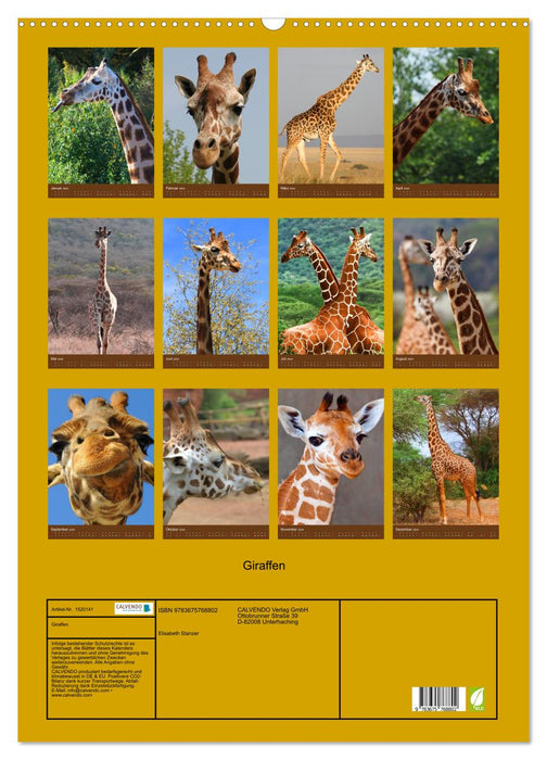 Giraffen (CALVENDO Wandkalender 2024)