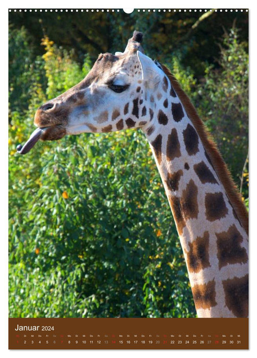 Giraffen (CALVENDO Wandkalender 2024)