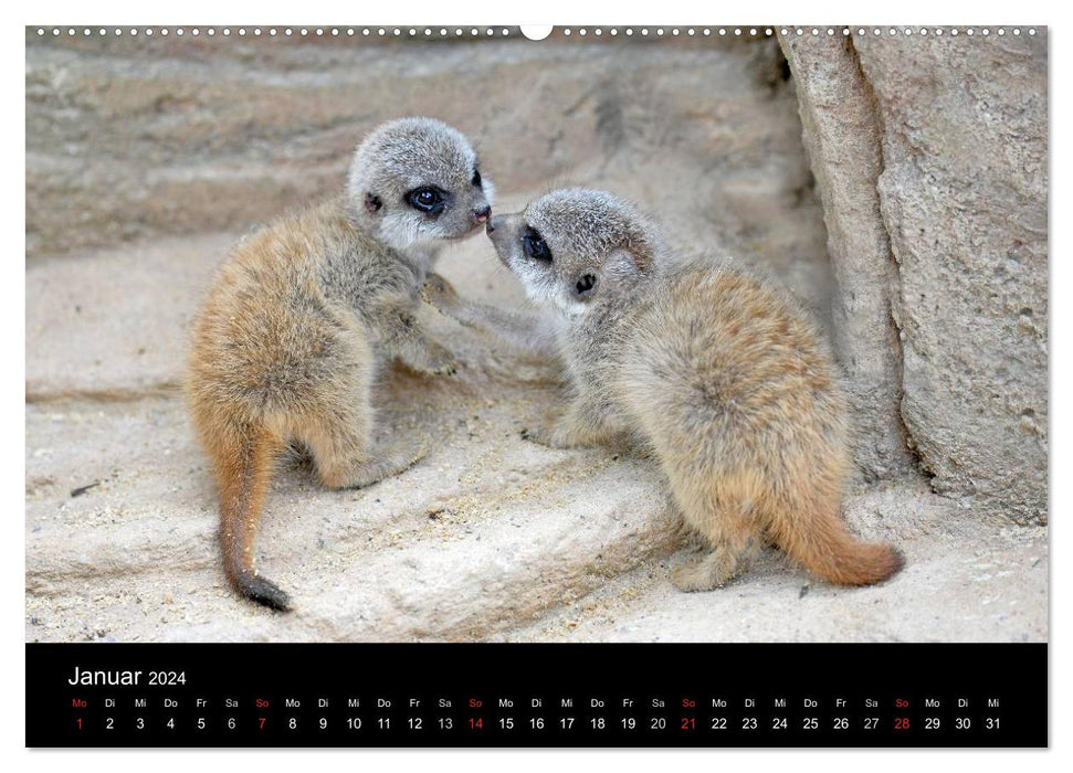 Lustige Erdmännchen (CALVENDO Premium Wandkalender 2024)