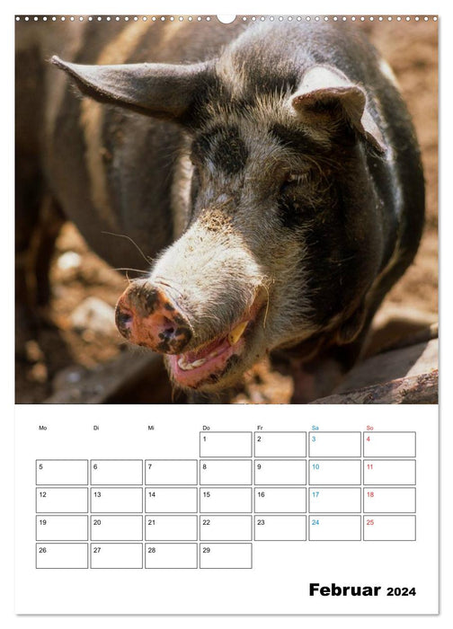 Schweine 2024 (CALVENDO Premium Wandkalender 2024)