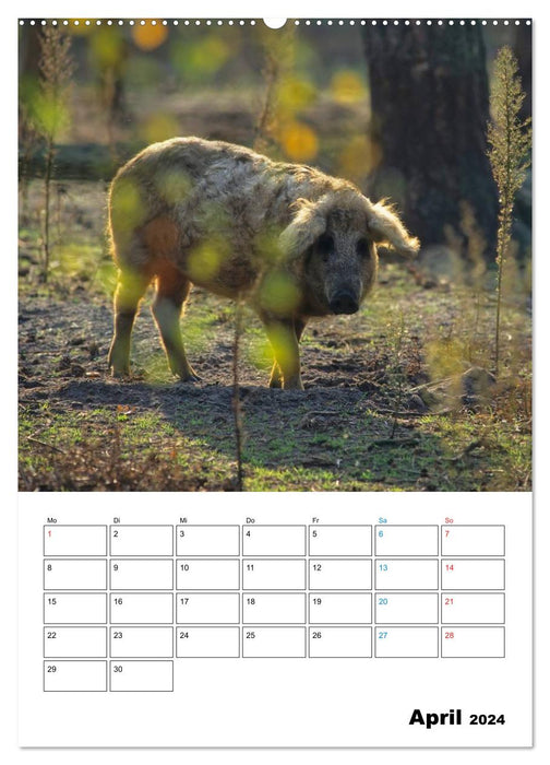 Schweine 2024 (CALVENDO Premium Wandkalender 2024)