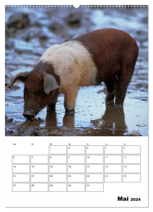 Schweine 2024 (CALVENDO Premium Wandkalender 2024)