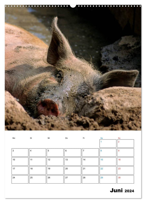 Schweine 2024 (CALVENDO Premium Wandkalender 2024)