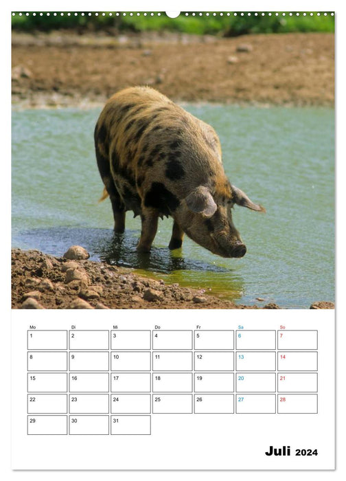 Schweine 2024 (CALVENDO Premium Wandkalender 2024)