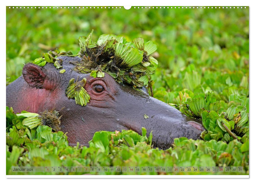 Flusspferde Magie des Augenblicks - Hippos in Afrika (CALVENDO Wandkalender 2024)