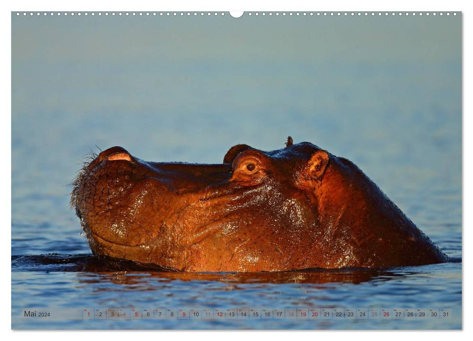 Flusspferde Magie des Augenblicks - Hippos in Afrika (CALVENDO Wandkalender 2024)