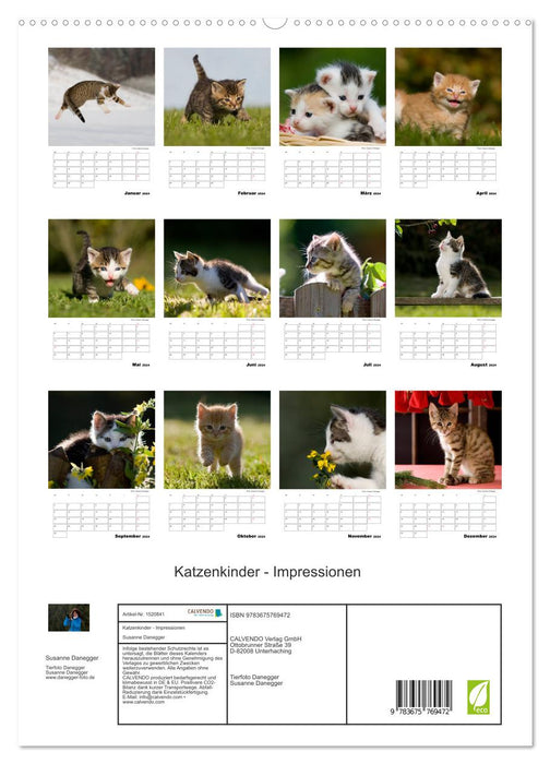 Katzenkinder - Impressionen (CALVENDO Premium Wandkalender 2024)
