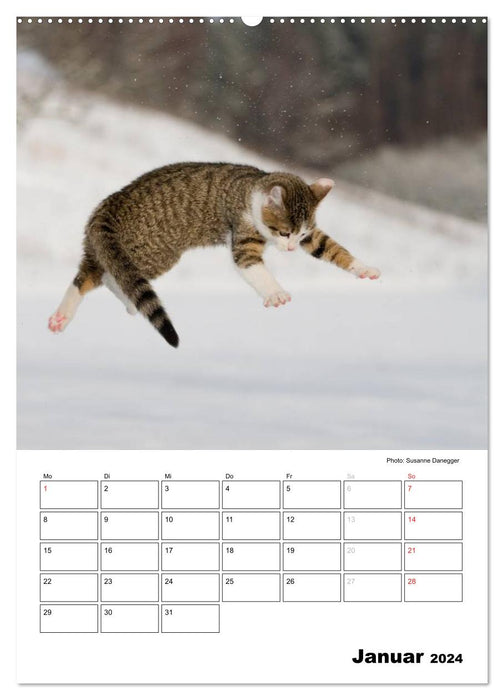 Katzenkinder - Impressionen (CALVENDO Premium Wandkalender 2024)