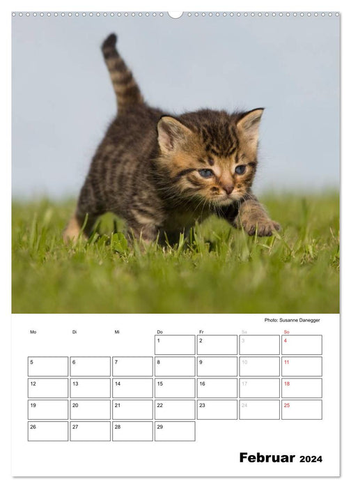 Katzenkinder - Impressionen (CALVENDO Premium Wandkalender 2024)