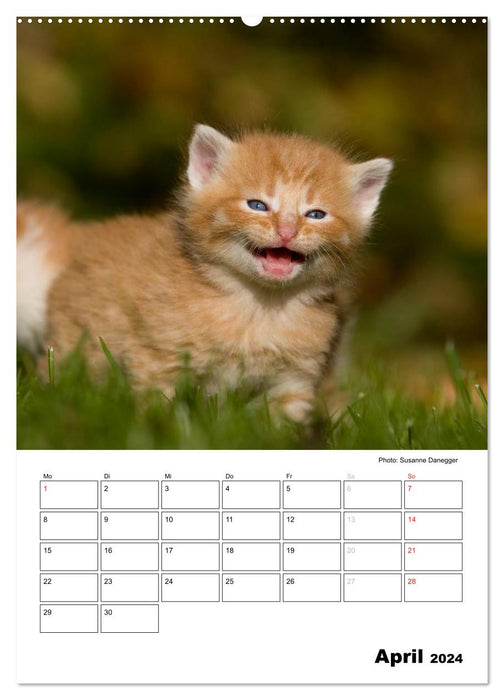 Katzenkinder - Impressionen (CALVENDO Premium Wandkalender 2024)