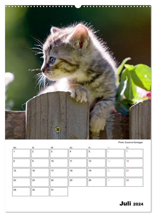 Katzenkinder - Impressionen (CALVENDO Premium Wandkalender 2024)