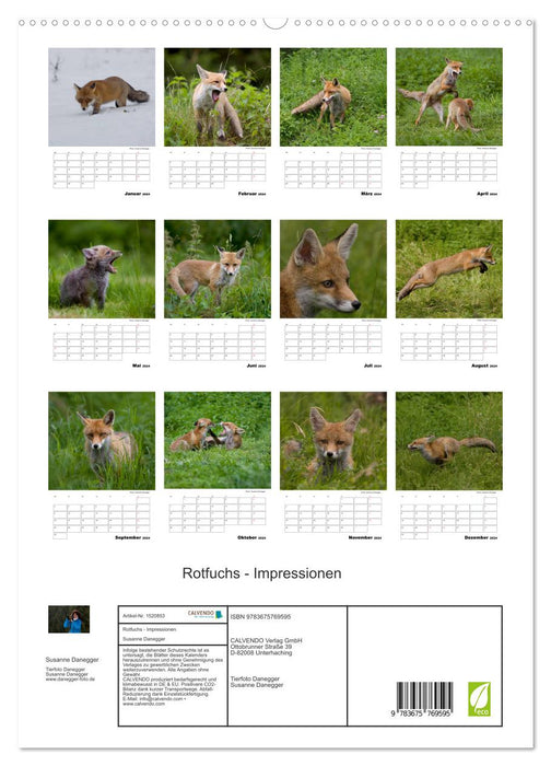 Rotfuchs - Impressionen (CALVENDO Premium Wandkalender 2024)