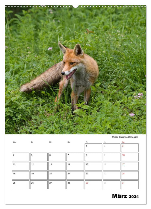 Rotfuchs - Impressionen (CALVENDO Premium Wandkalender 2024)