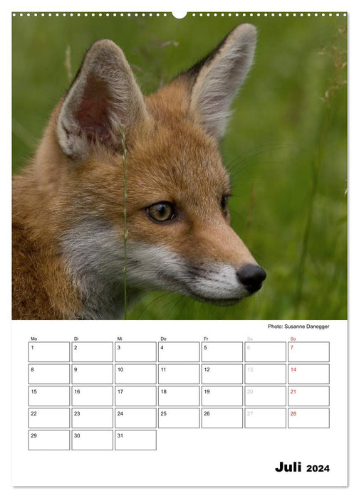 Rotfuchs - Impressionen (CALVENDO Premium Wandkalender 2024)