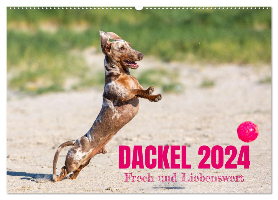 DACKEL 2024 Frech und Liebenwert (CALVENDO Wandkalender 2024)