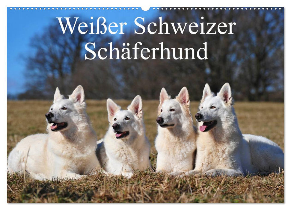 Weißer Schweizer Schäferhund (CALVENDO Wandkalender 2024)