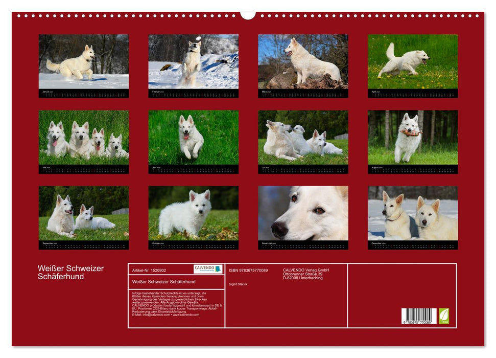 Weißer Schweizer Schäferhund (CALVENDO Wandkalender 2024)