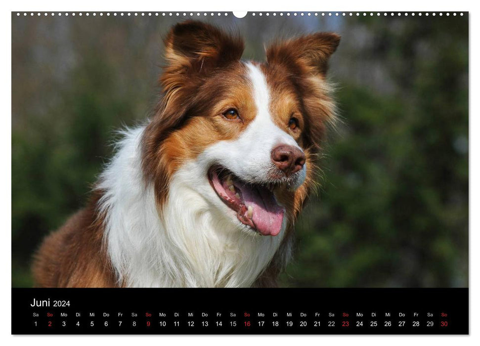 Border Collie 2024 (CALVENDO Wandkalender 2024)