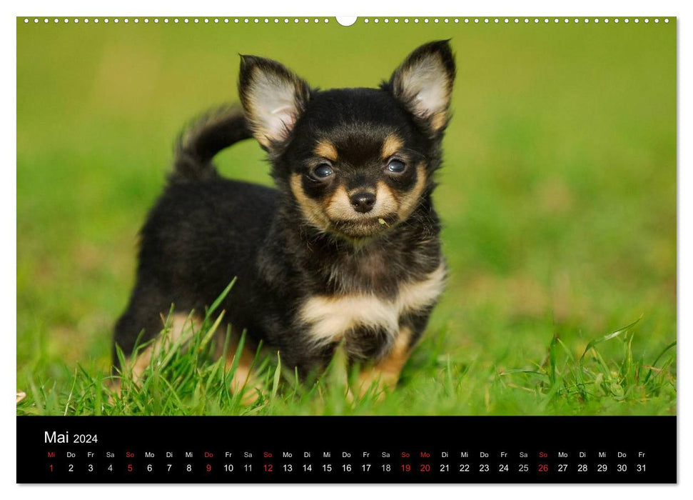 Chihuahua - Kleine Hunde ganz groß (CALVENDO Wandkalender 2024)
