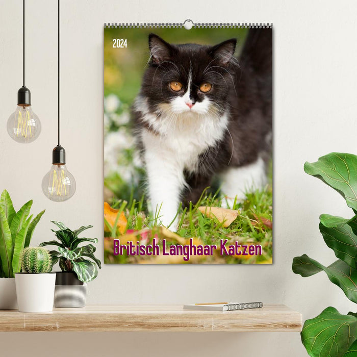 Britisch Langhaar Katzen (CALVENDO Wandkalender 2024)