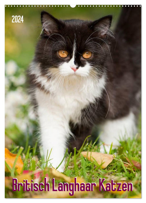 Britisch Langhaar Katzen (CALVENDO Wandkalender 2024)