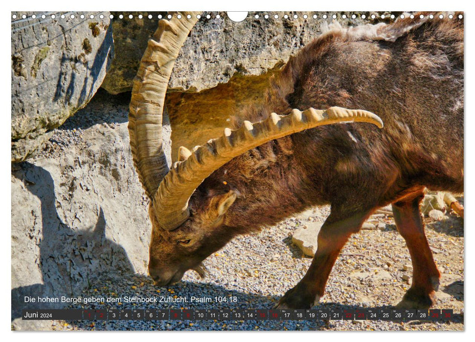 Tiere in der Hebräischen Bibel mit Bibelversen (CALVENDO Wandkalender 2024)