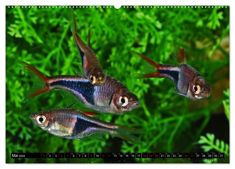 Beliebte Fische der Welt (CALVENDO Wandkalender 2024)