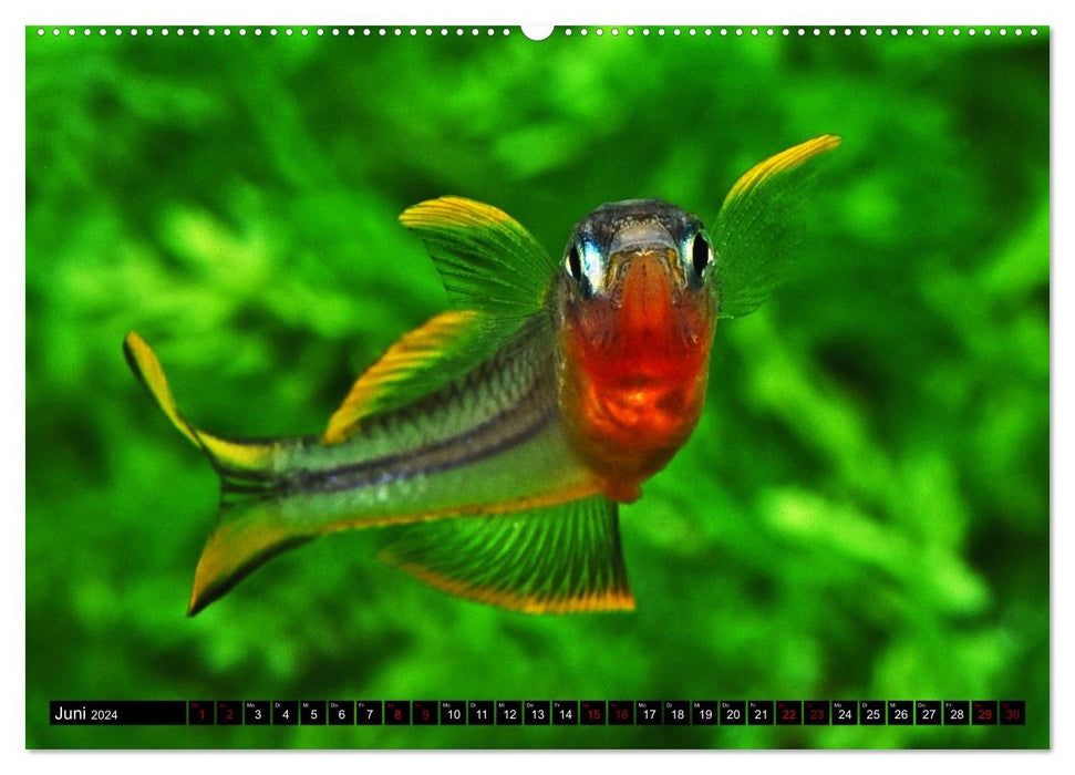 Beliebte Fische der Welt (CALVENDO Wandkalender 2024)