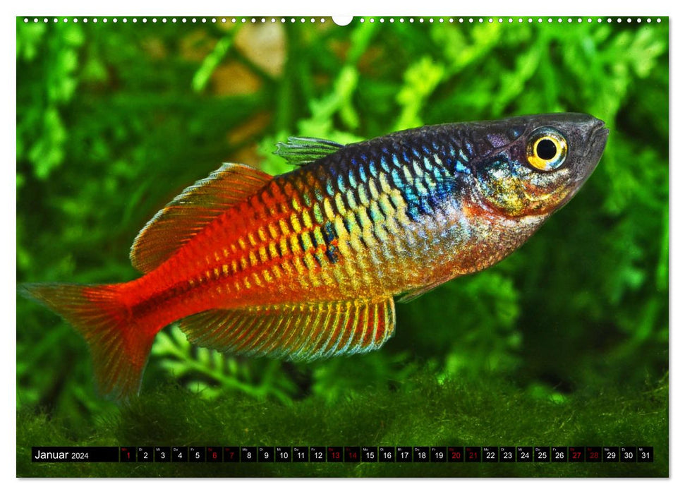 Beliebte Fische der Welt (CALVENDO Premium Wandkalender 2024)