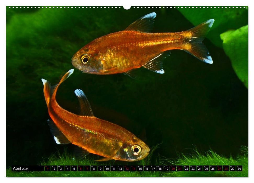 Beliebte Fische der Welt (CALVENDO Premium Wandkalender 2024)