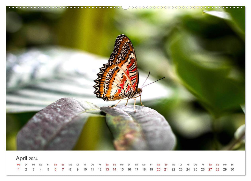 Traumhaft schöne Schmetterlinge (CALVENDO Premium Wandkalender 2024)