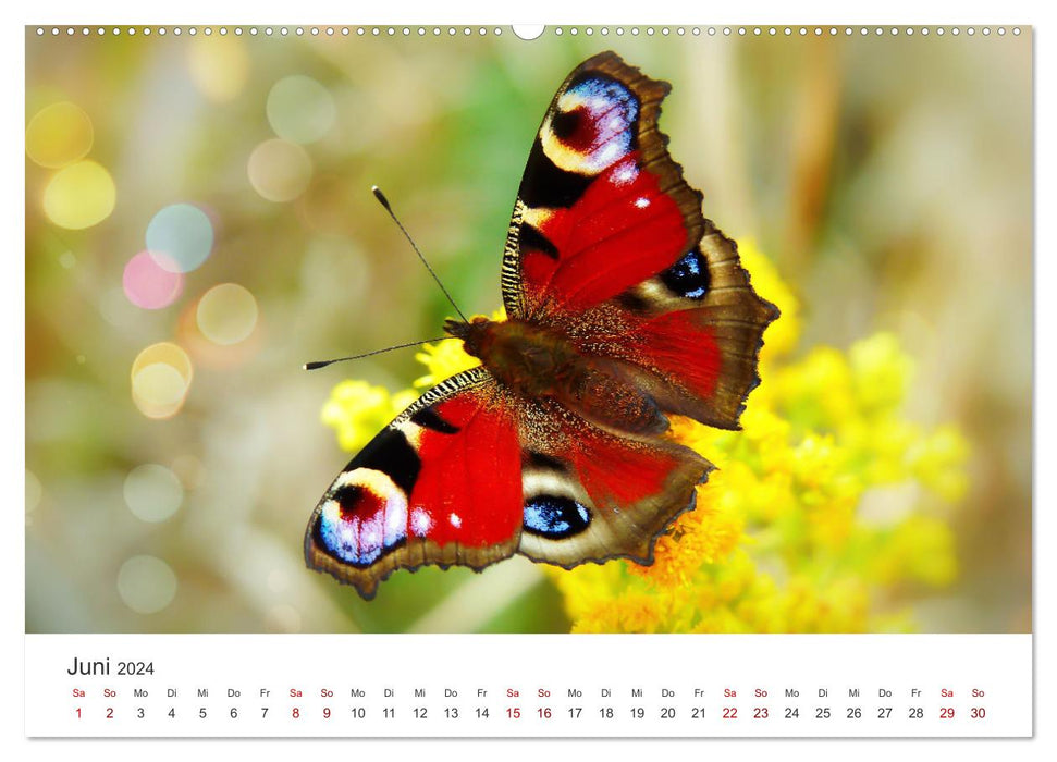 Traumhaft schöne Schmetterlinge (CALVENDO Premium Wandkalender 2024)