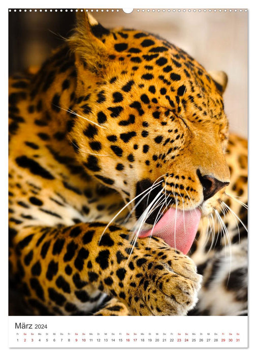 Leoparden - Die Beute im Visier. (CALVENDO Wandkalender 2024)