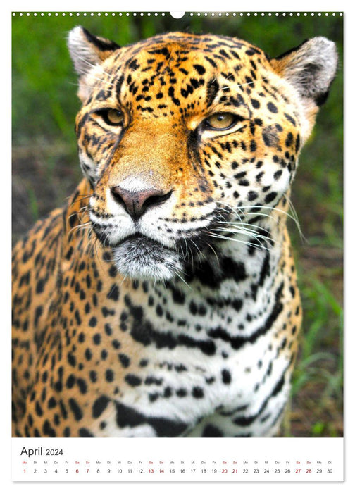 Leoparden - Die Beute im Visier. (CALVENDO Wandkalender 2024)