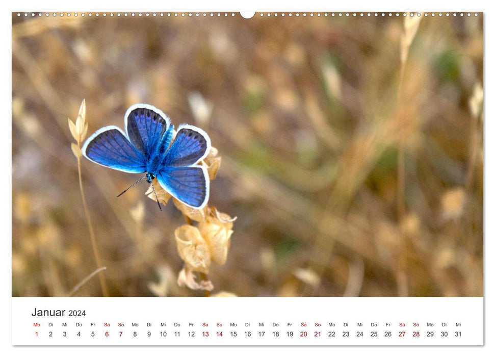 Traumhaft schöne Schmetterlinge (CALVENDO Wandkalender 2024)